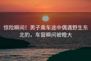 驚險瞬間！男子乘車途中偶遇野生東北豹，車窗瞬間被瞪大