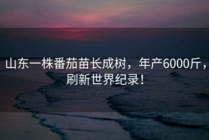 山東一株番茄苗長成樹，年產(chǎn)6000斤，刷新世界紀(jì)錄！