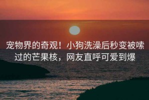 寵物界的奇觀！小狗洗澡后秒變被嗦過的芒果核，網友直呼可愛到爆