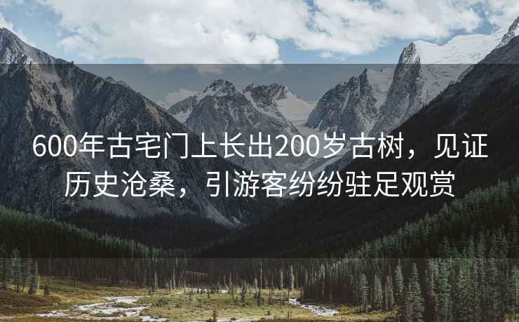 600年古宅門上長出200歲古樹，見證歷史滄桑，引游客紛紛駐足觀賞