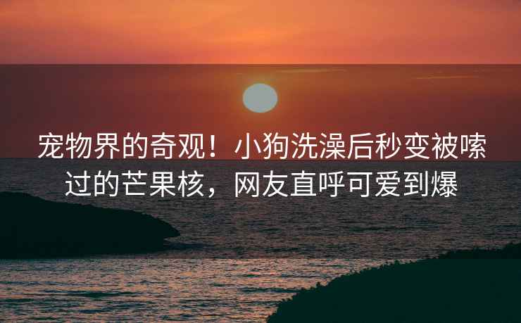 寵物界的奇觀！小狗洗澡后秒變被嗦過(guò)的芒果核，網(wǎng)友直呼可愛(ài)到爆