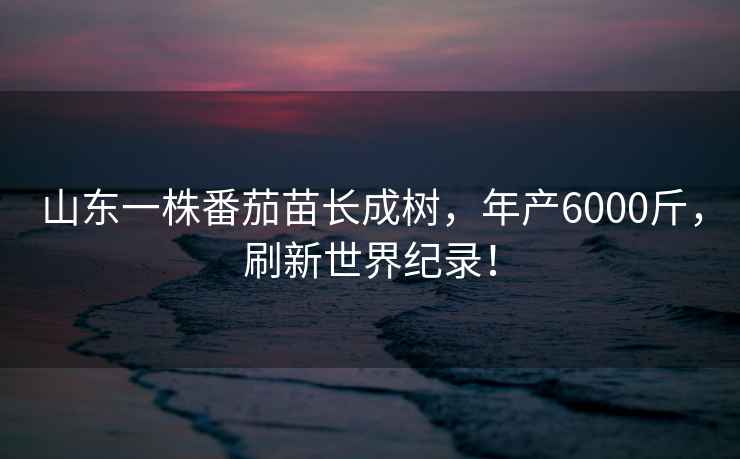 山東一株番茄苗長(zhǎng)成樹，年產(chǎn)6000斤，刷新世界紀(jì)錄！